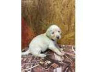 Labrador Retriever Puppy for sale in Lindale, GA, USA