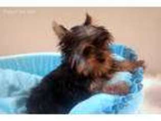 Yorkshire Terrier Puppy for sale in Anniston, AL, USA