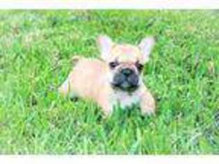 French Bulldog Puppy for sale in Ocoee, FL, USA