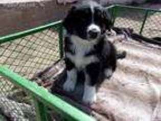 Australian Shepherd Puppy for sale in Las Animas, CO, USA
