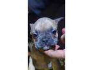 French Bulldog Puppy for sale in Odin, IL, USA