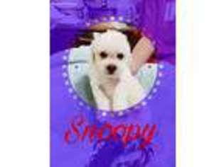 Bichon Frise Puppy for sale in Loogootee, IN, USA