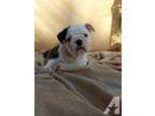 Bulldog Puppy for sale in FONTANA, CA, USA
