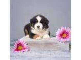 Mutt Puppy for sale in Holmesville, OH, USA
