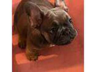 French Bulldog Puppy for sale in Bluefield, WV, USA