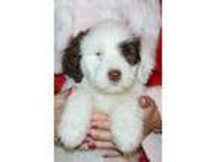 Portuguese Water Dog Puppy for sale in Elmer, NJ, USA
