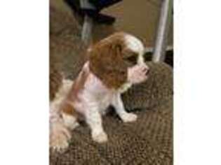Cavalier King Charles Spaniel Puppy for sale in Clermont, GA, USA
