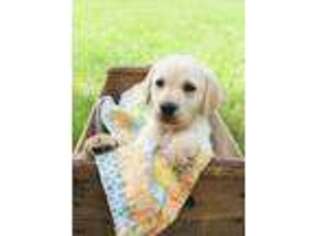 Labrador Retriever Puppy for sale in Soperton, GA, USA