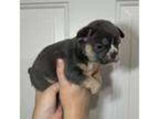 French Bulldog Puppy for sale in San Dimas, CA, USA