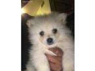 Pomeranian Puppy for sale in Hyde Park, MA, USA