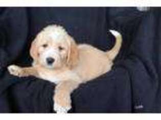 Labradoodle Puppy for sale in Shiloh, OH, USA