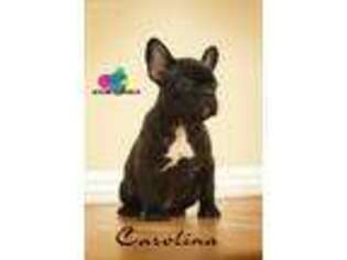 French Bulldog Puppy for sale in Corning, CA, USA