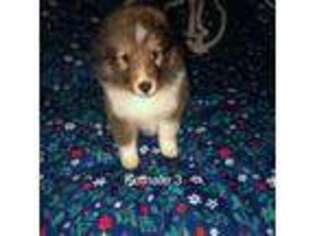 Shetland Sheepdog Puppy for sale in East Ellijay, GA, USA