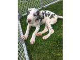 Great Dane Puppy for sale in Kingsland, GA, USA