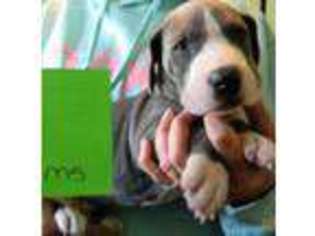 Medium Photo #1 Great Dane Puppy For Sale in Chesapeake, VA, USA
