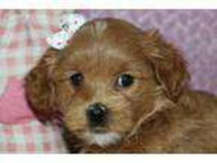 Yorkshire Terrier Puppy for sale in Bremen, IN, USA