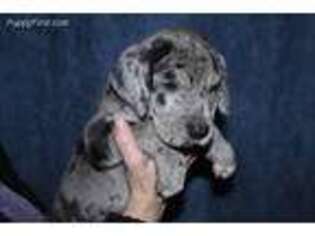 Great Dane Puppy for sale in Timmonsville, SC, USA