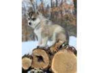 Siberian Husky Puppy for sale in Staples, MN, USA