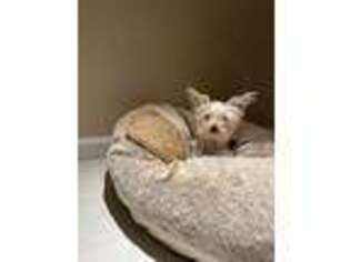 Chorkie Puppy for sale in San Ramon, CA, USA