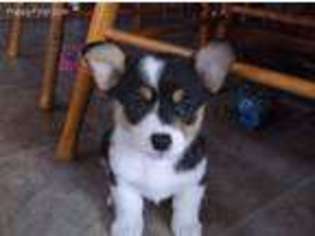 Pembroke Welsh Corgi Puppy for sale in Mount Pleasant Mills, PA, USA