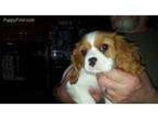 Cavalier King Charles Spaniel Puppy for sale in Charlotte, MI, USA