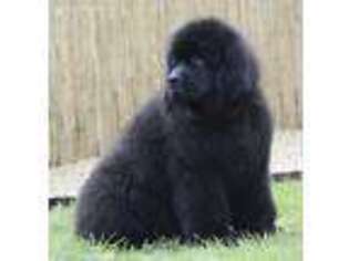 Newfoundland Puppy for sale in Lyndonville, NY, USA