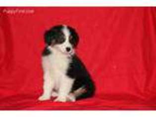 Australian Shepherd Puppy for sale in Middletown, OH, USA
