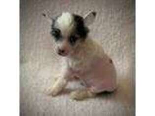 Chinese Crested Puppy for sale in Daytona Beach, FL, USA