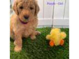 Goldendoodle Puppy for sale in Austell, GA, USA