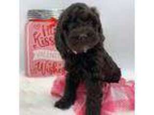 Labradoodle Puppy for sale in Chesterfield, VA, USA