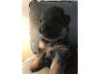German Shepherd Dog Puppy for sale in Richmond Hill, GA, USA