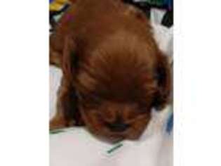 Cavapoo Puppy for sale in Roseboro, NC, USA