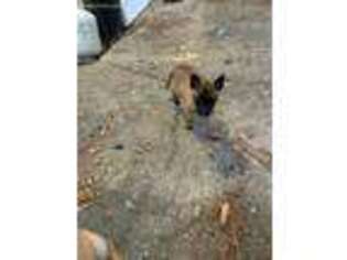 Belgian Malinois Puppy for sale in Fort Wayne, IN, USA