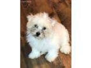 Maltese Puppy for sale in Greenville, KY, USA