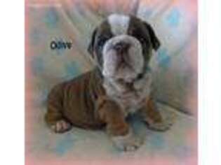 Bulldog Puppy for sale in Chagrin Falls, OH, USA