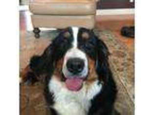 Bernese Mountain Dog Puppy for sale in Carterville, IL, USA