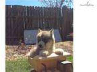 Wolf Hybrid Puppy for sale in Stockton, CA, USA