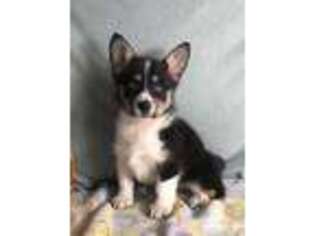 Pembroke Welsh Corgi Puppy for sale in East Sparta, OH, USA