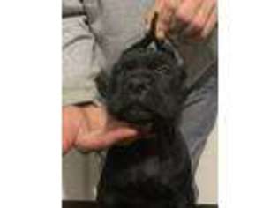 Cane Corso Puppy for sale in Nashville, TN, USA