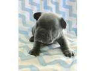 French Bulldog Puppy for sale in Rural Hall, NC, USA