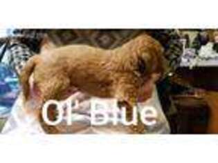 Goldendoodle Puppy for sale in Rockville, VA, USA