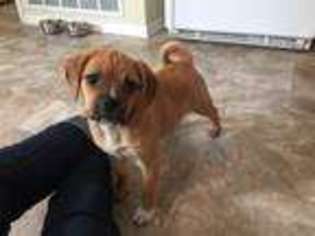 Puggle Puppy for sale in COLORADO SPRINGS, CO, USA