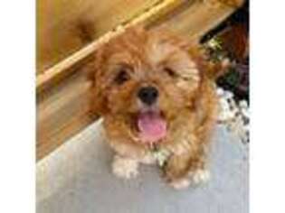 Cavapoo Puppy for sale in Reseda, CA, USA