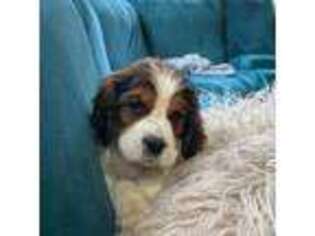 English Springer Spaniel Puppy for sale in Wasilla, AK, USA