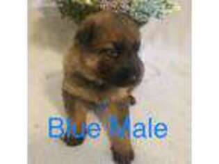 German Shepherd Dog Puppy for sale in Dallas, TX, USA