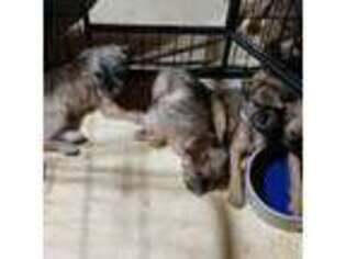 Brussels Griffon Puppy for sale in Berkeley Springs, WV, USA