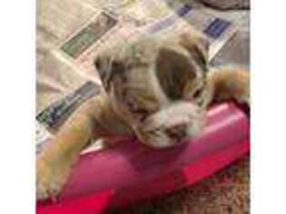 Bulldog Puppy for sale in Ottumwa, IA, USA