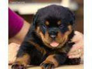 Rottweiler Puppy for sale in Reeds Spring, MO, USA