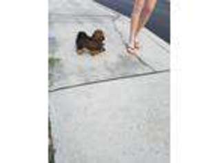 Shorkie Tzu Puppy for sale in Riverview, FL, USA