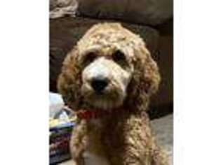 Mutt Puppy for sale in Greenville, MO, USA